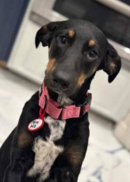 Mini Me the Black and Tan Coonhound Mix at Homeless Paws