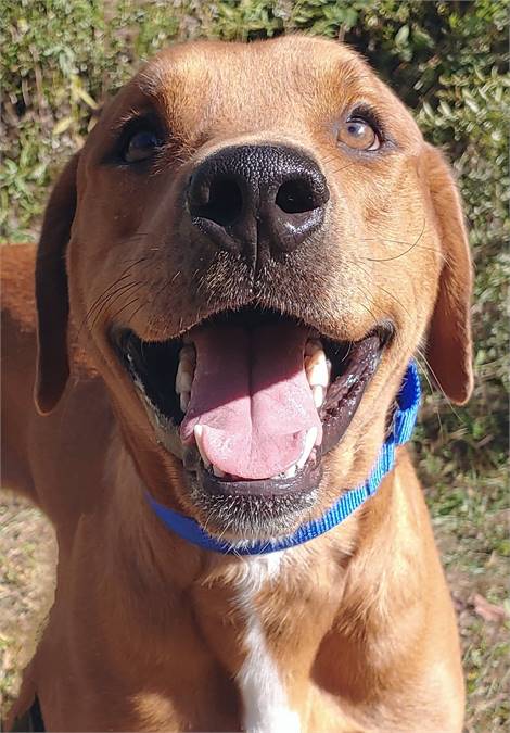 Jax the Mixed Breed at Homeward Bound