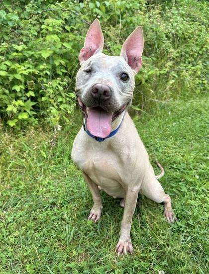 Rocco the Mixed Breed at Homeward Bound