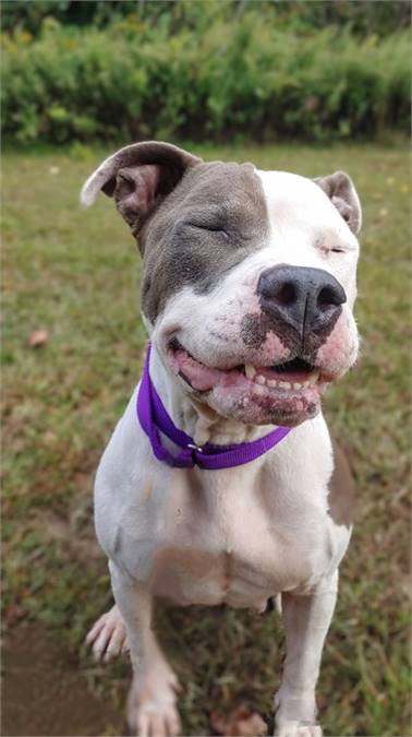 Tilly the Mixed Breed at Homeward Bound