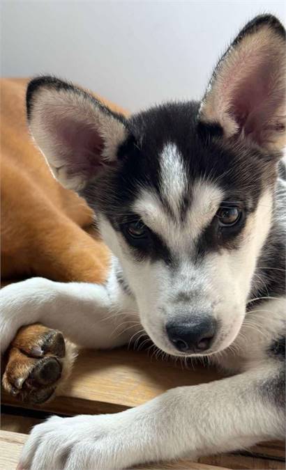 Tutu the Siberian Husky at Husky House