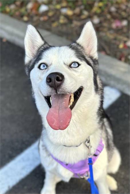 Ruby the Siberian Husky at Husky House