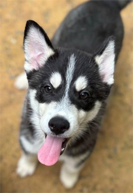 Brutus the Siberian Husky at Husky House