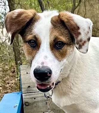 Claire the Hound at Jersey Shore Animal Center