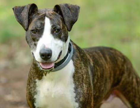 Seven/Sofia the Hound at Jersey Shore Animal Center