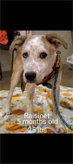 Raisinet the Australian Cattle Dog / Blue Heeler & Husky Mix at JKRC Rescue