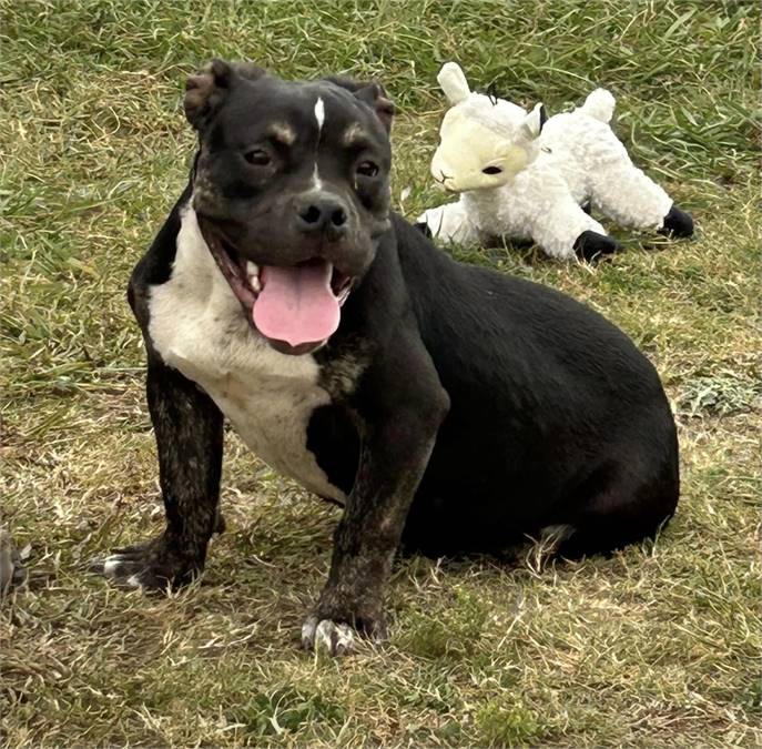 Ziggy the American Bully & American Bulldog Mix at JKRC Rescue