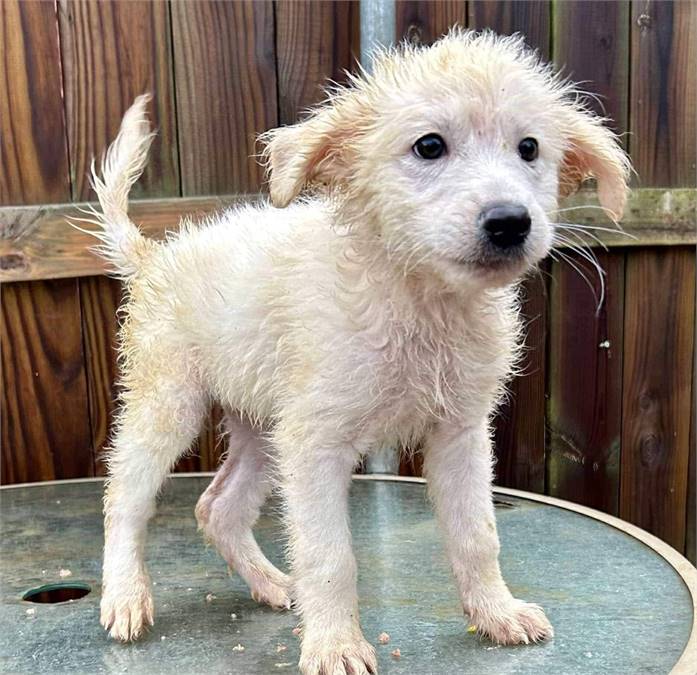 Arabella the Great Pyrenees Mix at JKRC Rescue