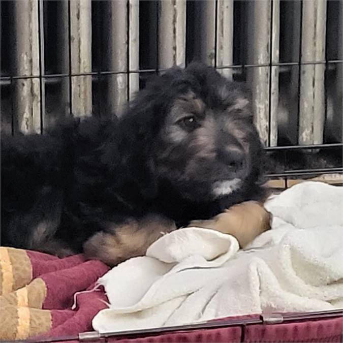 Happy the Goldendoodle at Lost Paws Animal Rescue