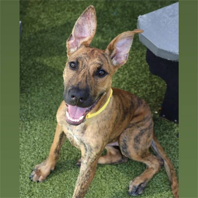 Popper the Dutch Shepherd & Pit Bull Terrier Mix at Lost Paws Animal Rescue