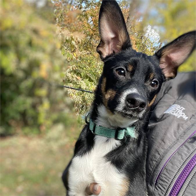 Rudy the Rat Terrier & Feist Mix at Lost Paws Animal Rescue