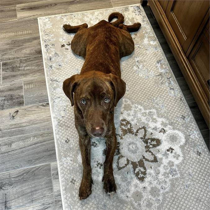 Rocket the Plott Hound & Pit Bull Terrier Mix at Lost Paws Animal Rescue