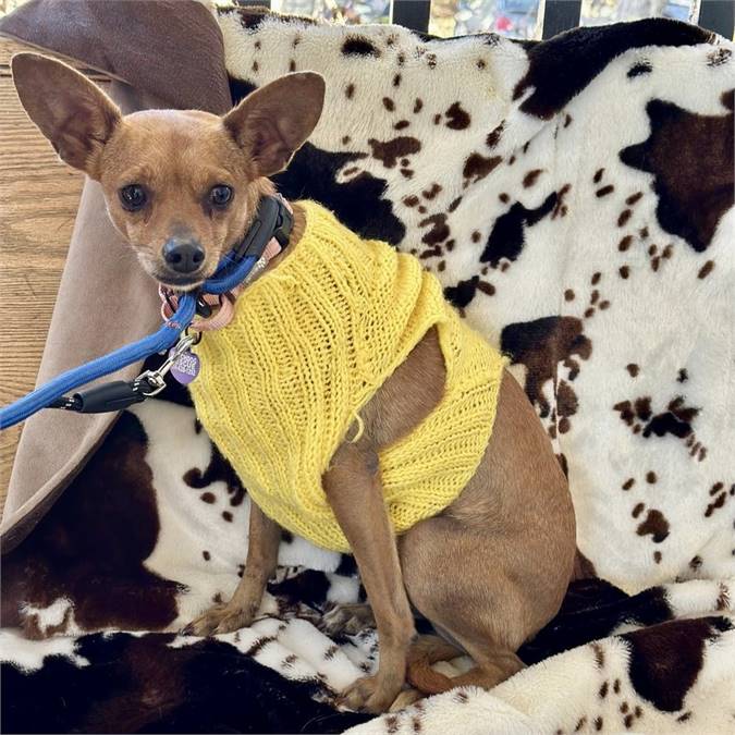 Macaroon the Chihuahua Mix at MatchDog Rescue