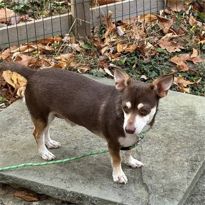 Stewart the Chihuahua at MatchDog Rescue