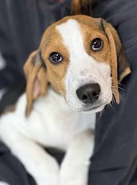 Dani the Labrador Retriever/Treeing Walker Coonhound at O.S.C.A.R.