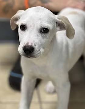 Delilah the Labrador Retriever/Bluetick Coonhound at O.S.C.A.R.