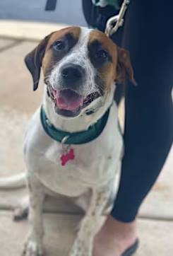 Jersey-Girl the Hound/Beagle at One Love Animal Rescue