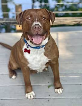 Wemberly the Terrier at One Love Animal Rescue