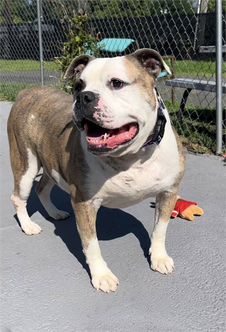 Arnold the American Bulldog at Plainfield Area Humane Society