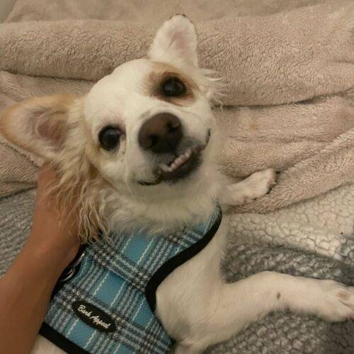 Leroy the Papillon & Terrier - Jack Russell at Rosemarie's Rescue Ranch