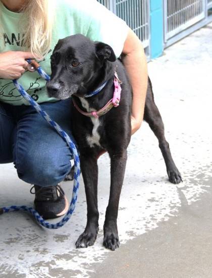 Annabelle the Mixed Breed at St. Hubert's Animal Welfare Center