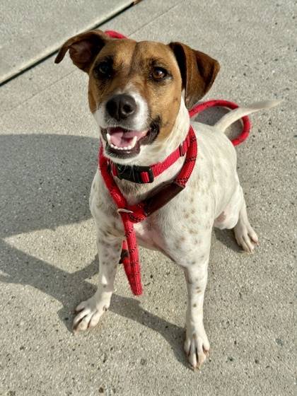 Lelli the Mixed Breed at St. Hubert's Animal Welfare Center