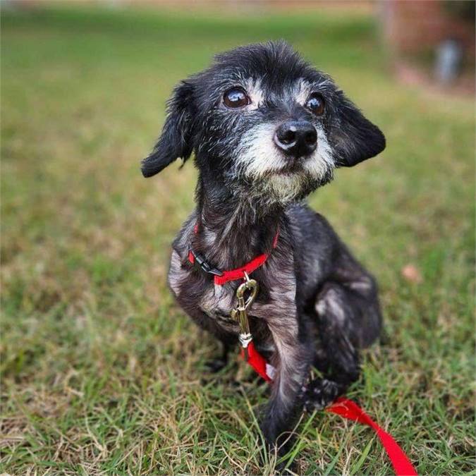 Scottie the Yorkie Maltese mix at See Spot Rescued