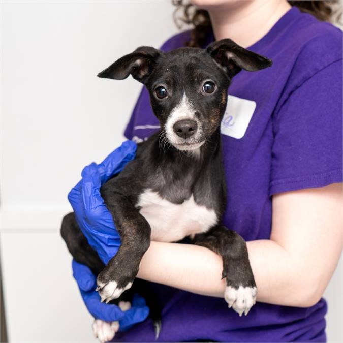 Sugarplum Mary the Terrier Mix at Animal Haven