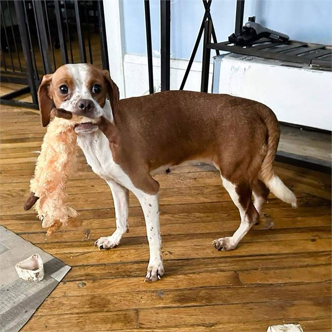 Honey the Dachshund Mix at Heavenly Angels Animal Rescue