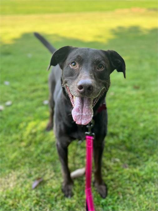 Chocolate Labrador Retriever mix at Home For Good Dog Rescue