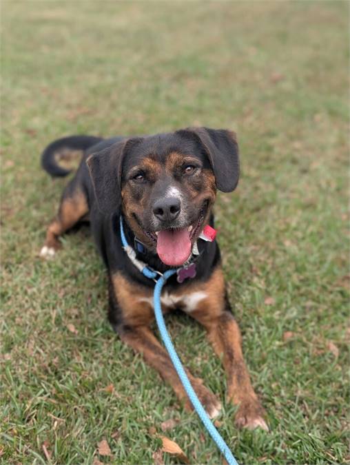 Reeses the Rottweiler Mix at Home for Good Dog Rescue