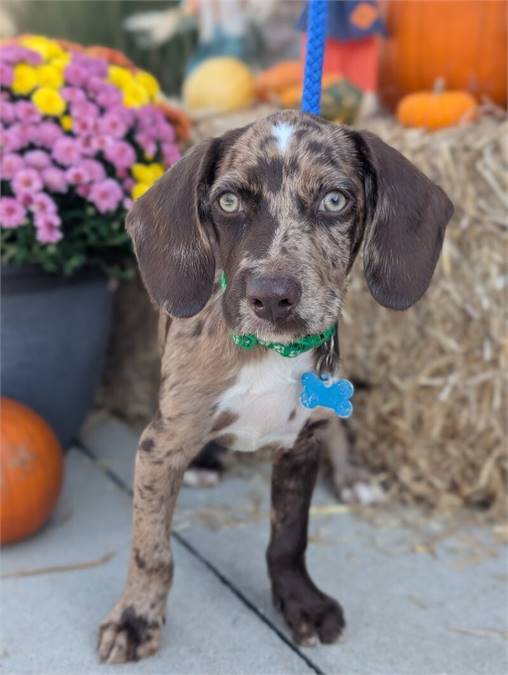 Jeffery the Catahoula Leopard Dog at Home for Good Dog Rescue