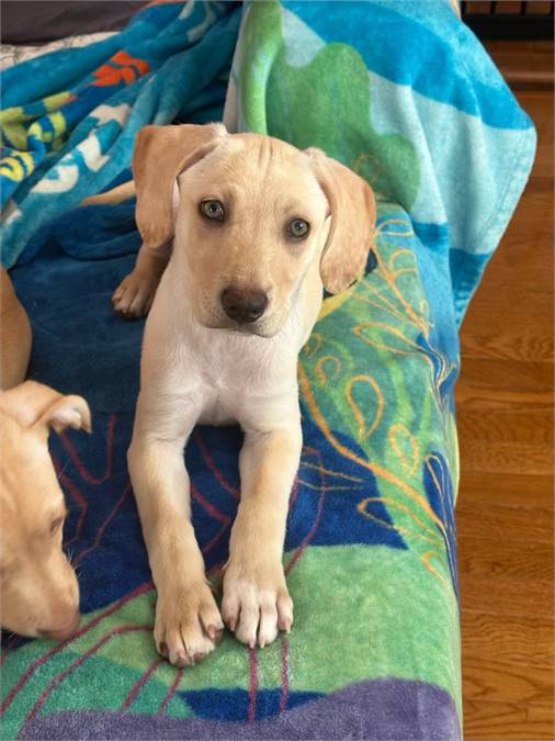 Tinley the Labrador Retriever Mix at Home For Good Dog Rescue - - - -