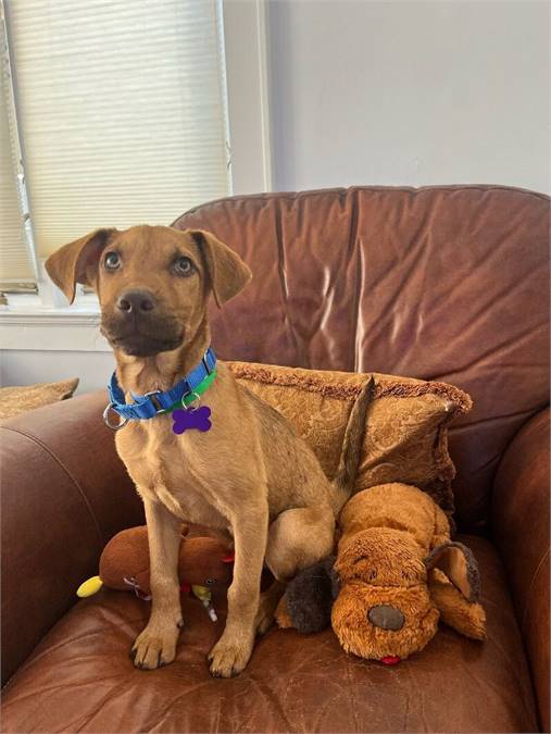 Ryker the Labrador Retriever Mix at Home For Good Dog Rescue