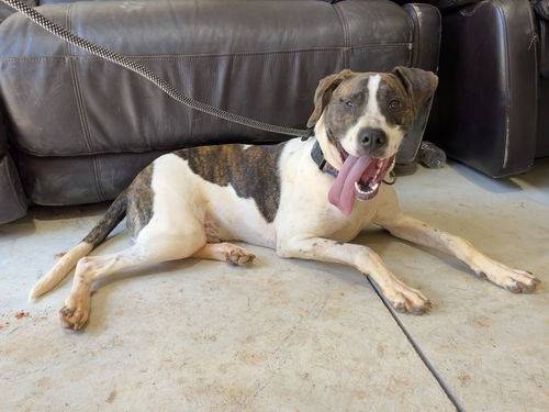 English Pointer / Labrador Retriever Mix at Eleventh Hour Rescue