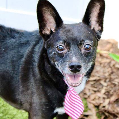 Chihuahua at Eleventh Hour Rescue