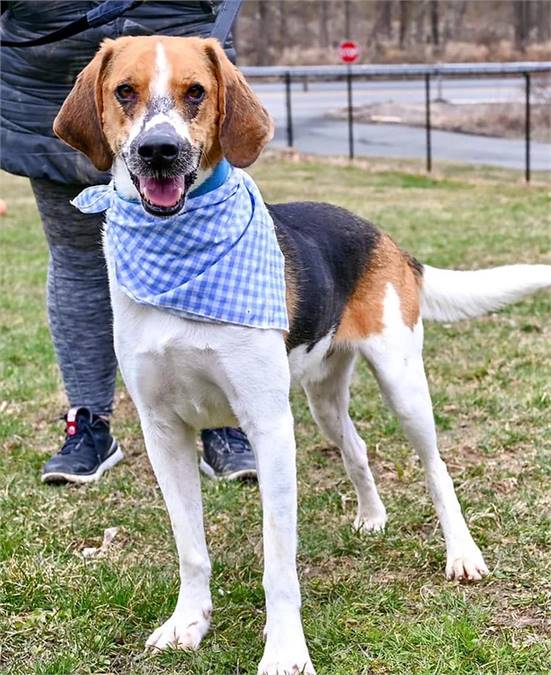 Duke the Treeing Walker Coonhound at NJSH Pet Rescue