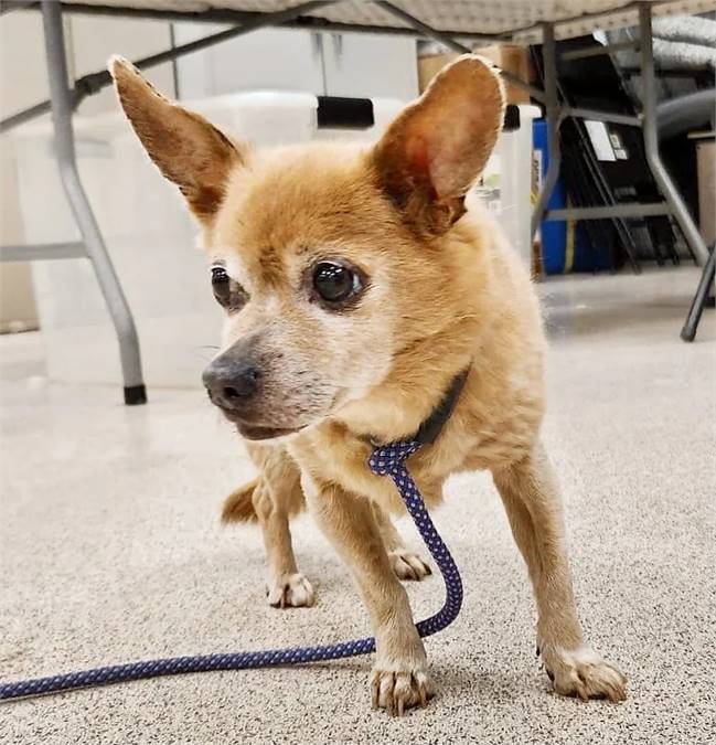 Walter the Chihuahua at NJSH Pet Rescue