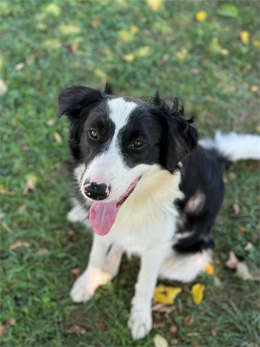 Artie the Border Collie Mix at Castle of Dreams Animal Rescue