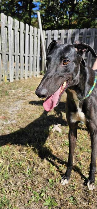 David the Greyhound at Greyhound Friends of New Jersey