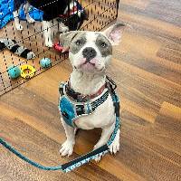 Chip the Pit Bull Mix at A Pathway to Hope