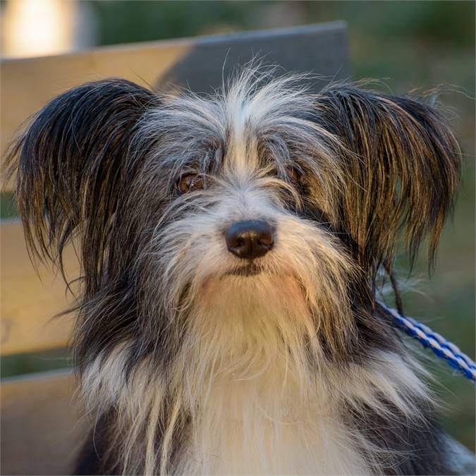 Watson the Pomeranian & Shih Tzu Mix at Animal Alliance of NJ 