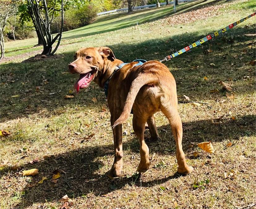 Orson the Hound Mix at Animal Alliance of NJ