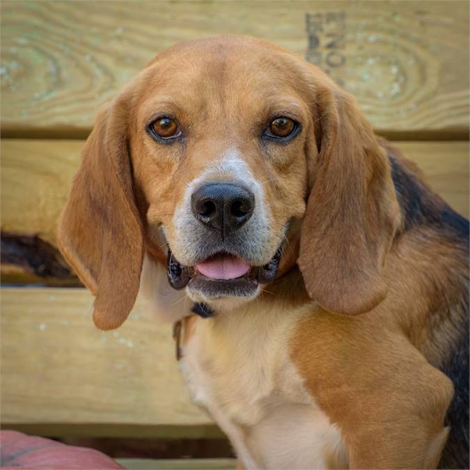 Banjo the Beagle at Animal Alliance of NJ