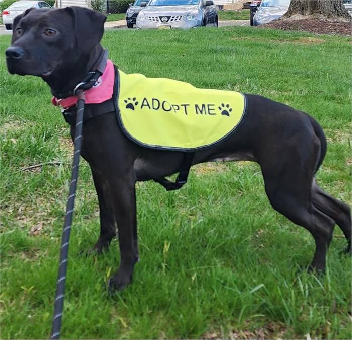 Hope the Black Labrador Retriever Mix at Animal Alliance of NJ