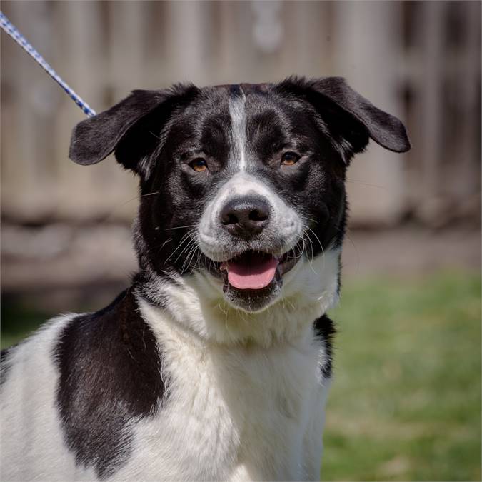 Chase the Border Collie Mix at Animal Alliance of NJ