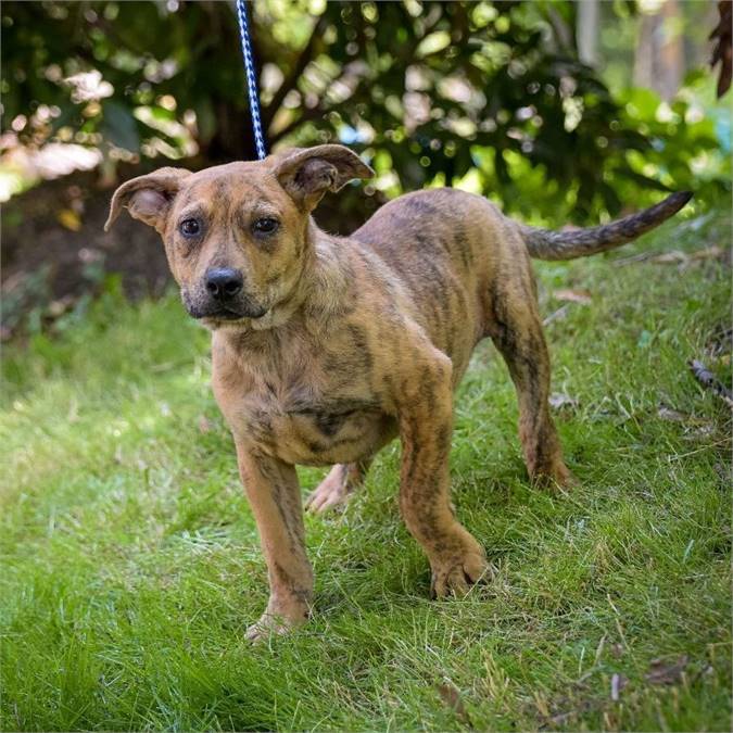 Ace the Hound Mix at Animal Alliance of NJ