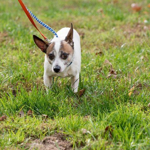 Jack the Jack Russell Terrier Mix at Animal Alliance of NJ