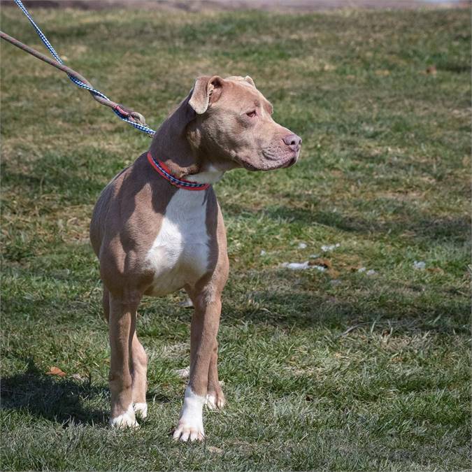 Tabitha the Labrador Retriever & Hound Mix at Animal Alliance of NJ