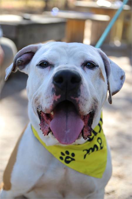 Netty the Mixed Breed at Popcorn Park / AHS - Forked River